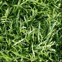 Apartment Grass